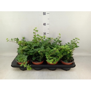 Hedera helix 'Wonder'