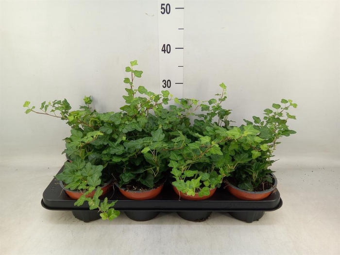 <h4>Hedera helix 'Wonder'</h4>