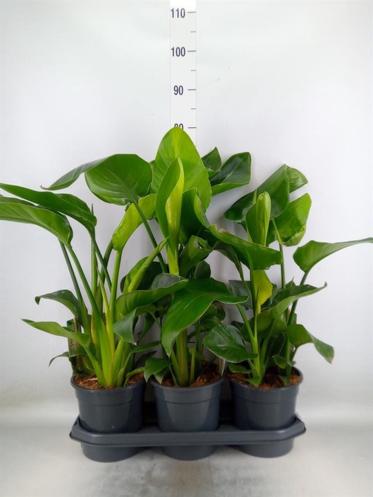 <h4>Strelitzia nicolai</h4>