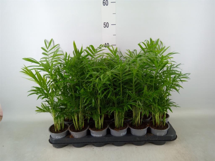 <h4>Chamaedorea elegans</h4>