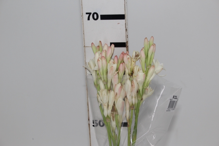 <h4>ANGELICA 070 CM</h4>