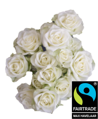 <h4>R Tr Floreana White PT 50cm EC</h4>