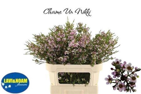 <h4>Chame Un Niki</h4>