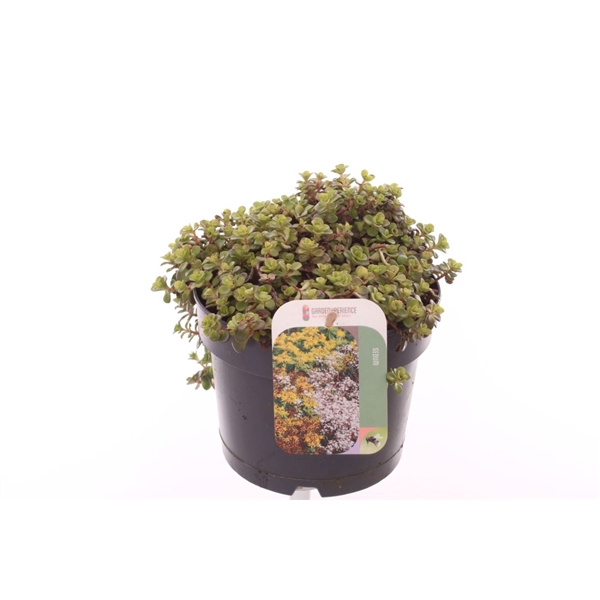 <h4>Sedum makinoi</h4>