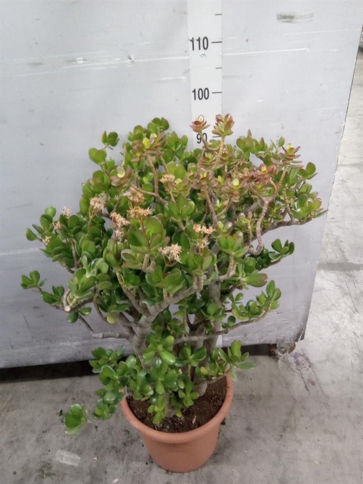 <h4>Crassula ovata</h4>