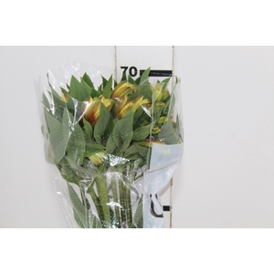 ALSTROEMERIA CARIBBEAN 070 CM