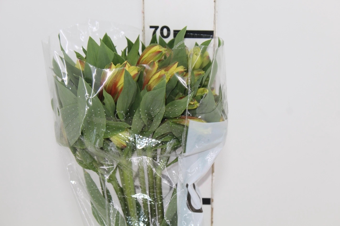 <h4>ALSTROEMERIA CARIBBEAN 070 CM</h4>