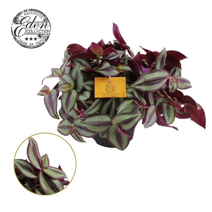 <h4>Tradescantia Zebrina 15cm</h4>