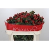 Hypericum True Romance Spray