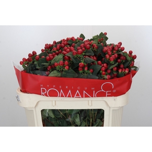 Hypericum True Romance Spray