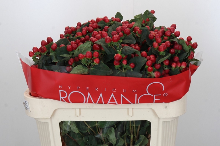 Hypericum True Romance Spray