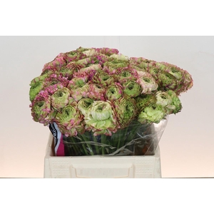 Ranunculus Pon Pon Malva