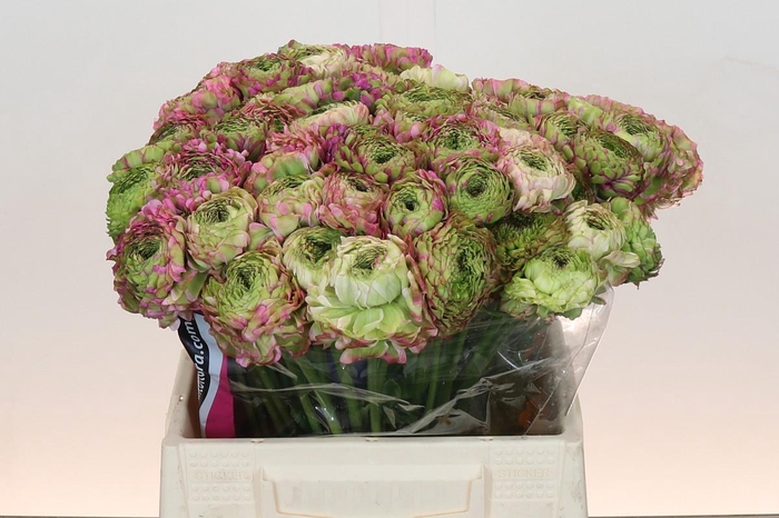 <h4>Ranunculus Pon Pon Malva</h4>