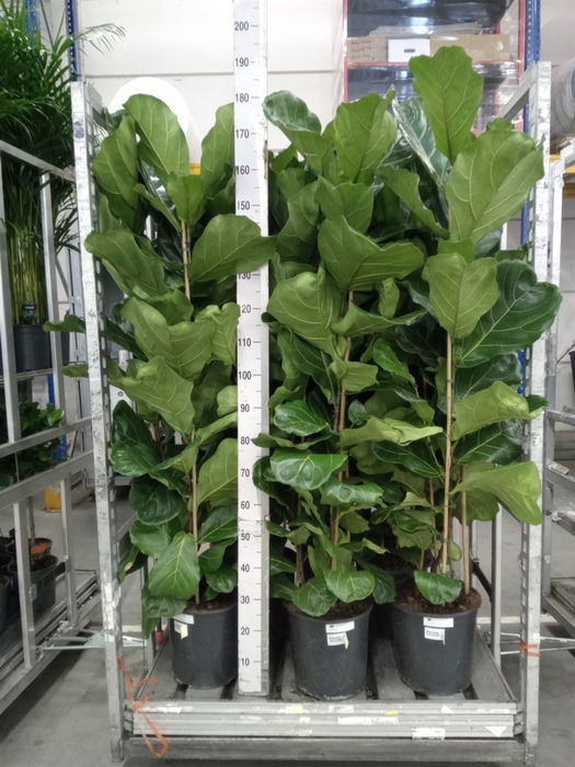 <h4>Ficus lyrata</h4>