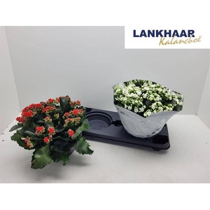 KAL GE PERF GEM 2 KL