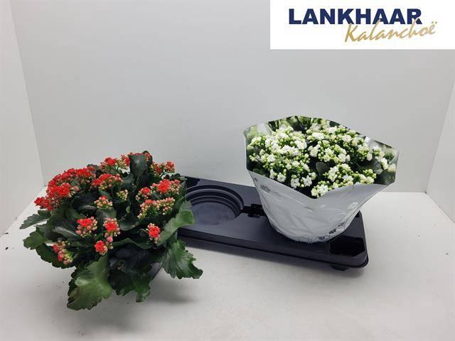 <h4>KAL GE PERF GEM 2 KL</h4>