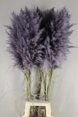 <h4>Df Pampas 115cm Aubergine</h4>