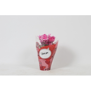 CYCL GR LOVE MOMENTS