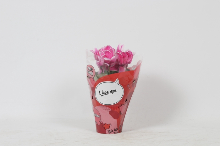 <h4>CYCL GR LOVE MOMENTS</h4>