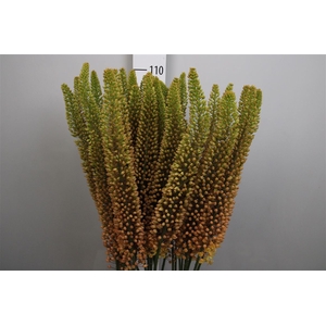 Eremurus Emmy Ro
