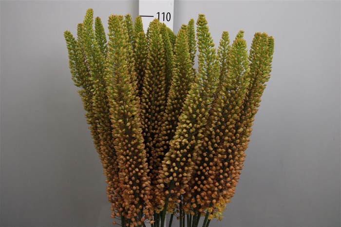 <h4>Eremurus Emmy Ro</h4>