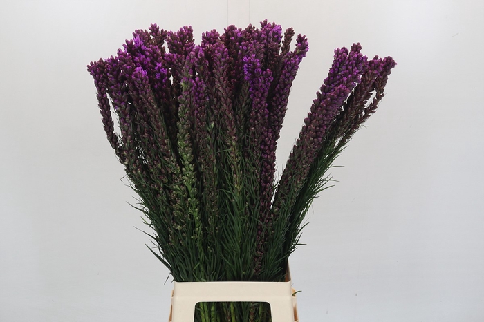 <h4>Liatris Callilepis</h4>