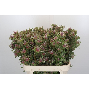 Leucadendron Ayoba Star Pearl