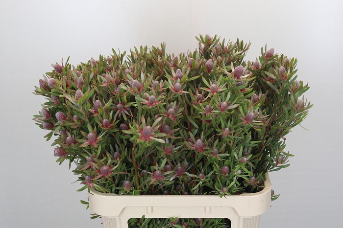 <h4>Leucadendron Ayoba Star Pearl</h4>