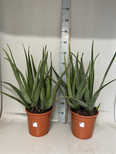 <h4>ALOE VERA</h4>