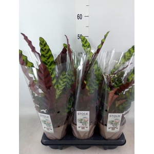 Calathea lancifolia