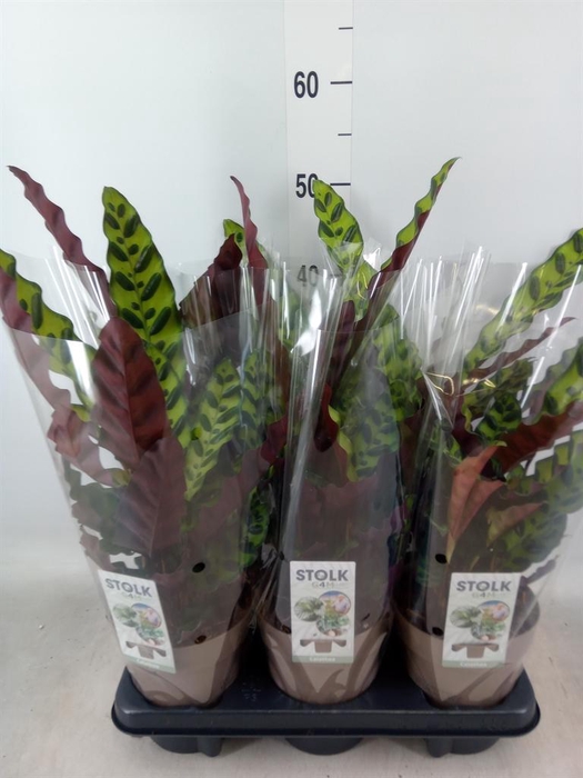 <h4>Calathea lancifolia</h4>