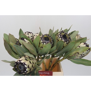 Protea Barbigera Snow Leopard