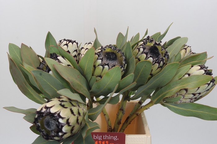 Protea Barbigera Snow Leopard