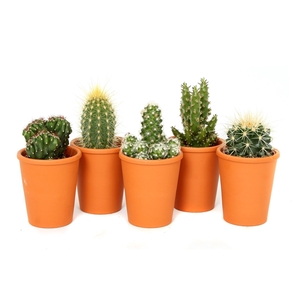 Cactus roodsteen vaas 5,5 cm