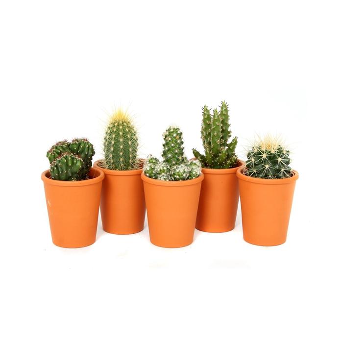 <h4>Cactus roodsteen vaas 5,5 cm</h4>