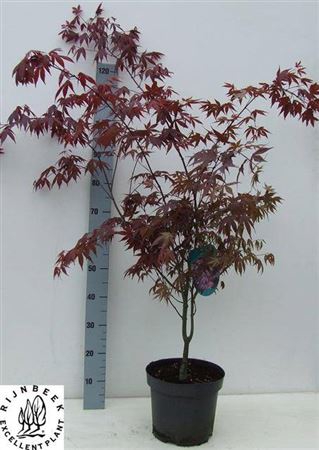 <h4>Acer Pa Atropurpureu</h4>