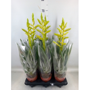 Tillandsia oerstediana