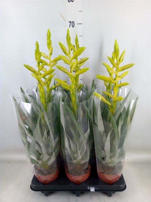 <h4>Tillandsia oerstediana</h4>