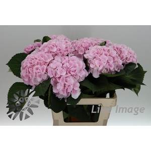 Hydrangea my beautiful matcha