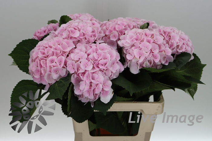 <h4>Hydrangea my beautiful matcha</h4>