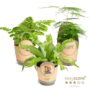 Tropical Fern Collection