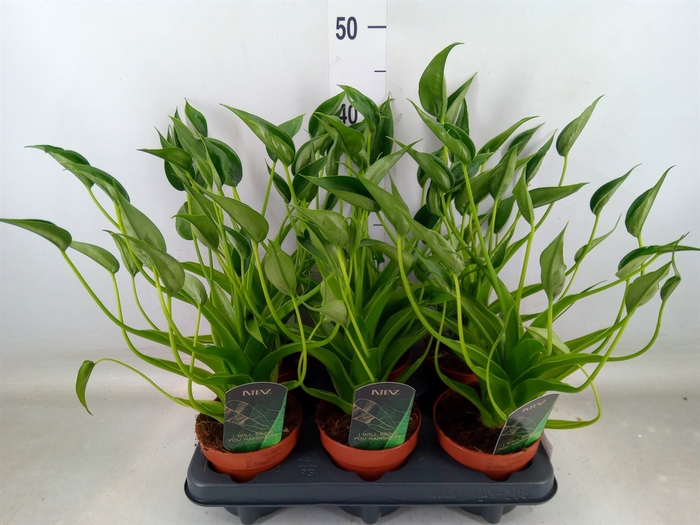 <h4>Alocasia  'Tiny Dancers'</h4>
