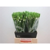 Ornithogalum T Mount Fuji