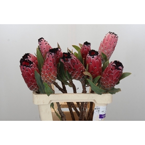 Protea Red Magic
