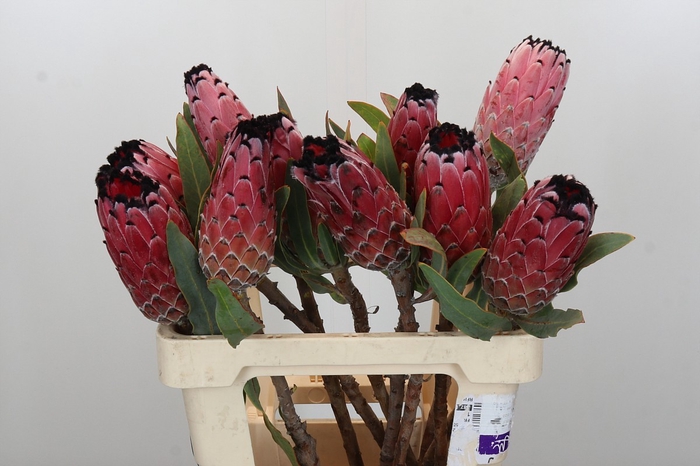 <h4>Protea Red Magic</h4>