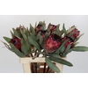 Protea Barbigera Ruby Princess Air