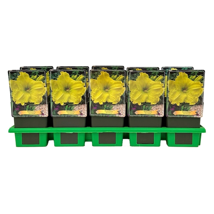 <h4>Hemerocallis Girl Scout</h4>