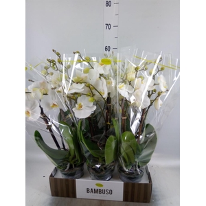 Phalaenopsis   ...white