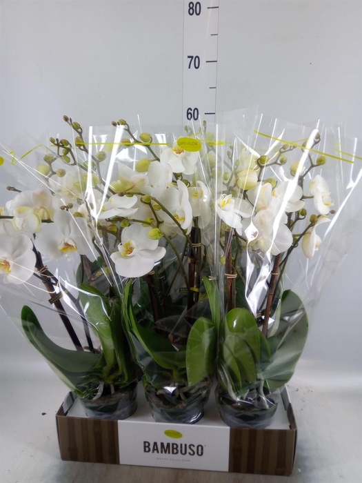 <h4>Phalaenopsis   ...white</h4>