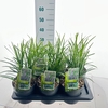 Liriope muscari